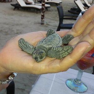 Meet your Posher, Roma